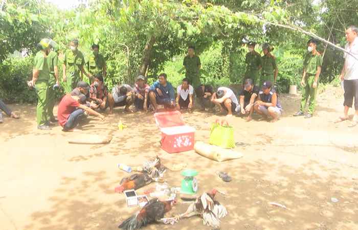 Công an huyện Mỹ Xuyên bắt 12 đối tượng đá gà ăn thua bằng tiền